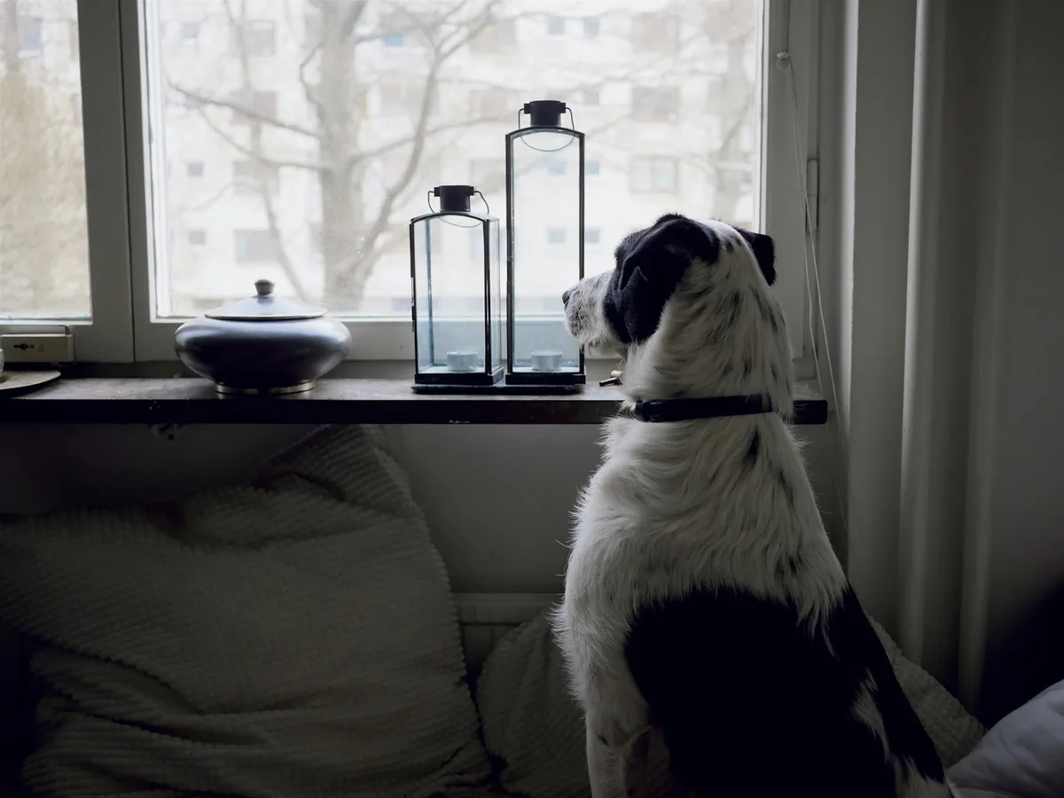 Dog looking out of a window at home