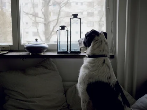 Dog looking out of a window at home
